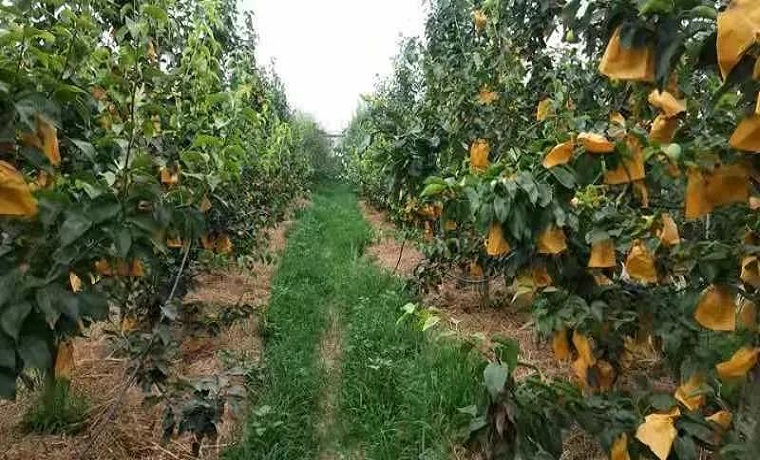 濟寧梁山鳳凰山生態農業種植專業合作社榮獲國家農民合作社示范社稱號