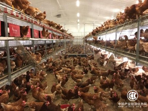 中國首個“百萬羽非籠養蛋雞”項目啟動 