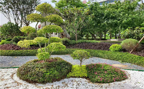 ?薛城區：七月新城美如畫