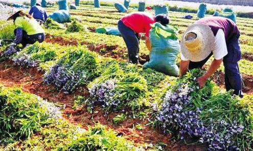 貴州出臺中醫藥條例 鼓勵民族醫藥加快發展