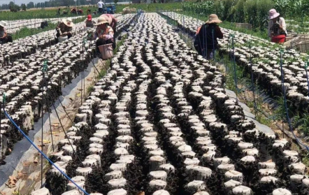 蘭陵縣南橋鎮：木耳豐收采摘忙齊心協力奔小康