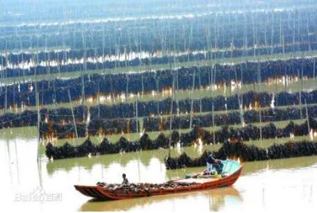 福建省海帶產量連續20年全國第一