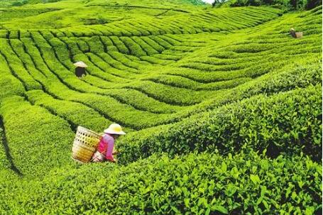 國家生態文明試驗區貴州“綠色經濟”持續增長