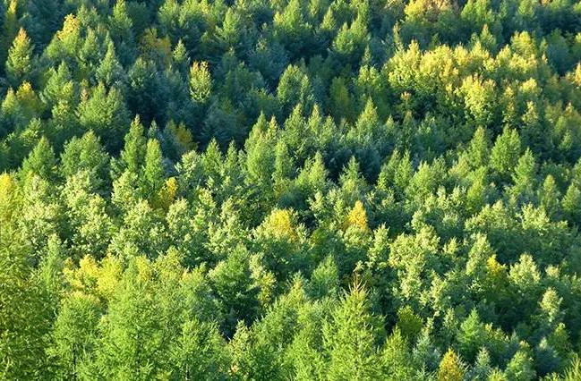 安徽：扎實推進重點生態功能區域林長制度落實