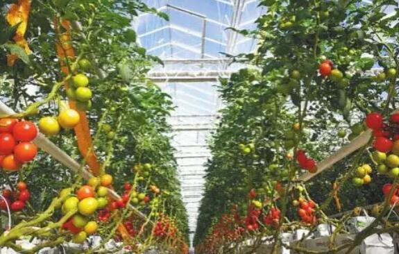 全新姿態闊步前行 黑龍江大慶縣域經濟打出“特色牌”