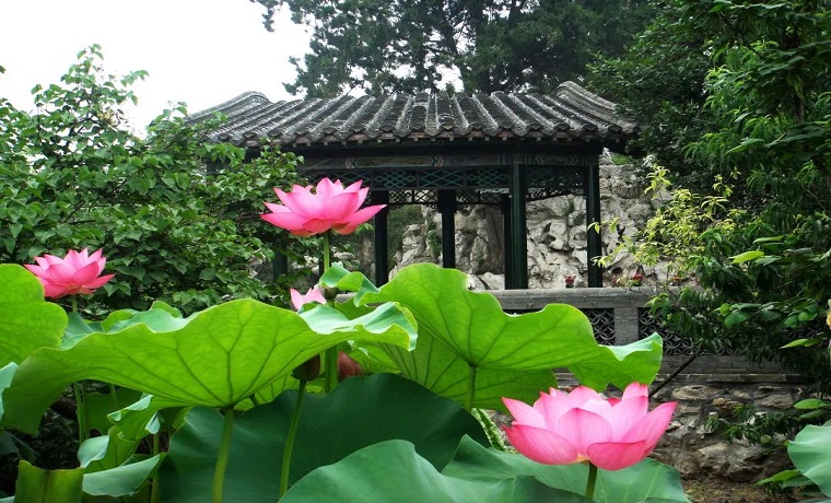 【暢游濟寧】來濟寧這些地方賞荷吧！