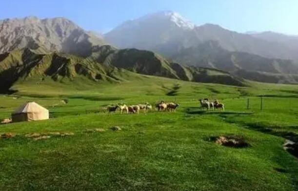 青海省草原綜合植被蓋度達到57.4% 生態功能不斷增強