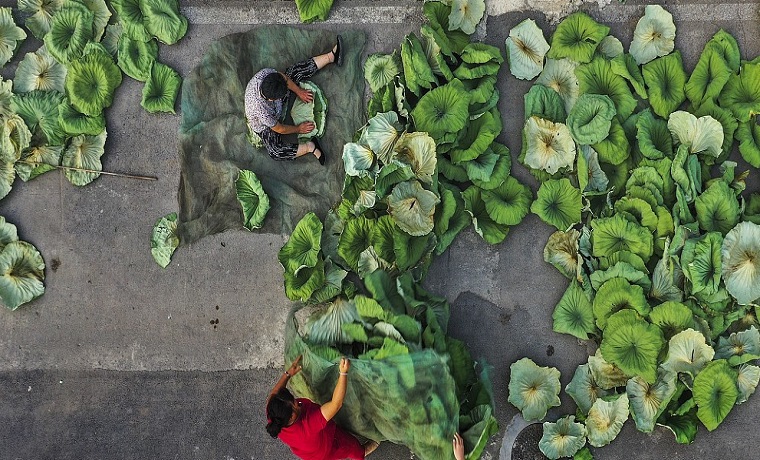 山東濟寧：荷葉變寶 助農增收