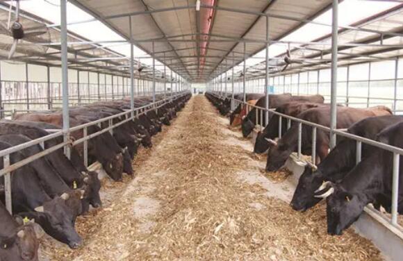 云南：上半年畜牧業生產總體呈快速發展良好態勢