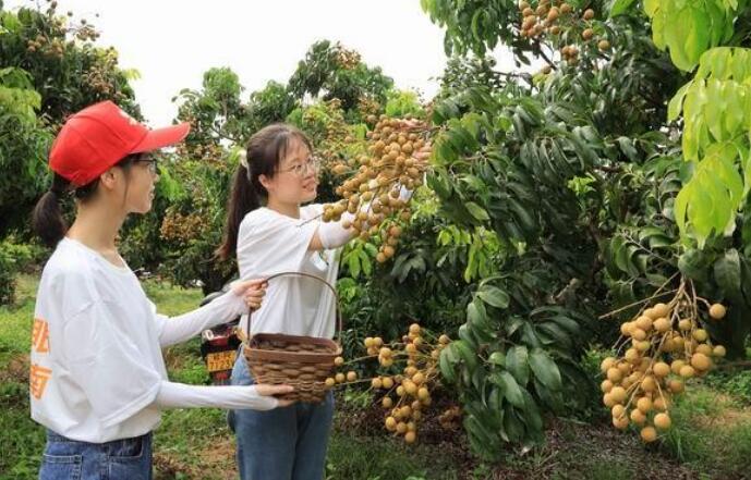 中國石硤龍眼之鄉喜迎豐年 大數據賦能助平南果農增收