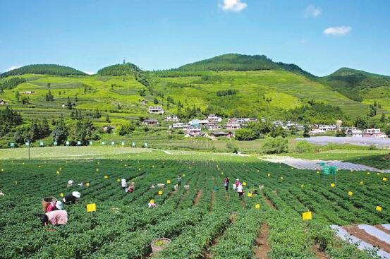 四川省印發“十四五”推進農業農村現代化規劃