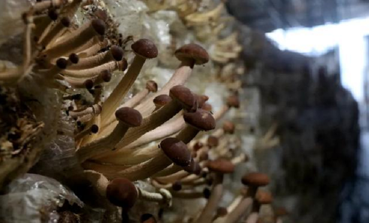 小菌菇撐起致富傘!人行濟寧鄒城市支行金融助推鄉村產業振興