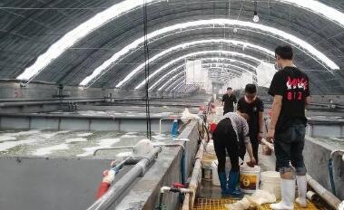 青島蓄勢發力建設海洋種都 豐富“藍色糧倉”