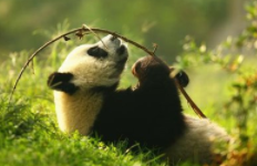 領略巴蜀文化魅力 感受成渝雙城脈動