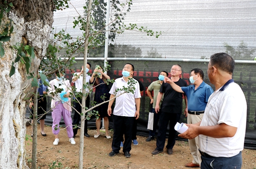 開展古樹保護論證!郯城縣勝利鎮為古樹求良方