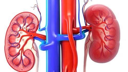 得了泌尿系統結石，怎么辦？別慌，德州市中醫院專家告訴您