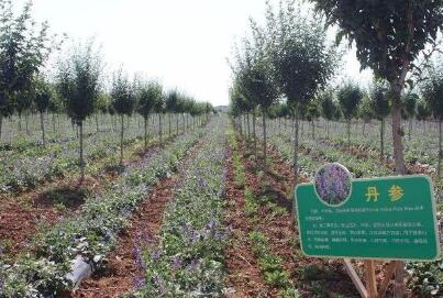 陜西促進木本糧油和林下經濟高質量發展