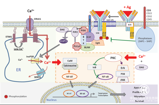 ACROBiosystems百普賽斯解讀CD79B，助力滿足臨床待滿足需求
