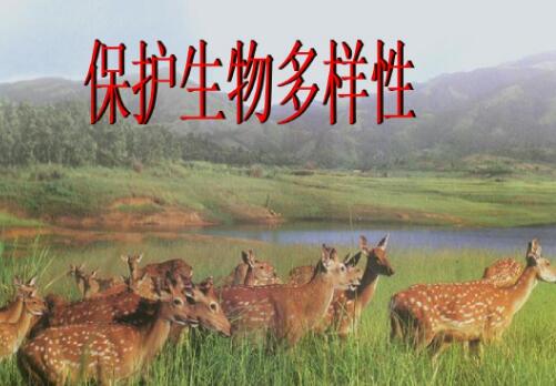 綜述：保護生物多樣性的“中國案例”獲多國生態專家點贊