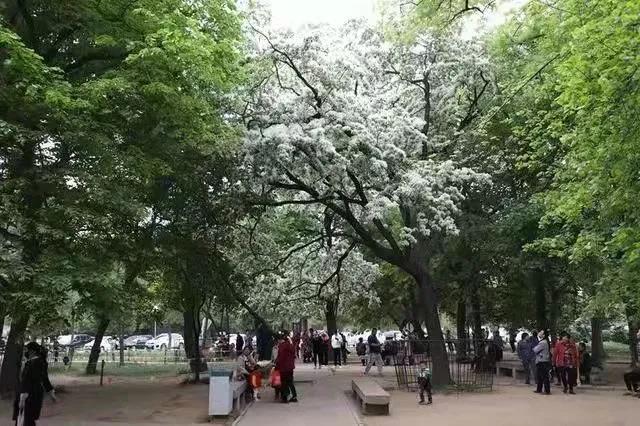 戴莊醫院300年古流蘇樹重新歸位