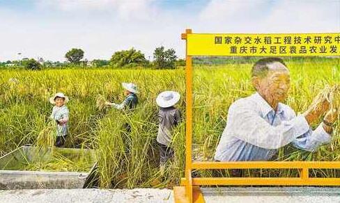 重慶巨型稻首次收割測產畝產近500公斤