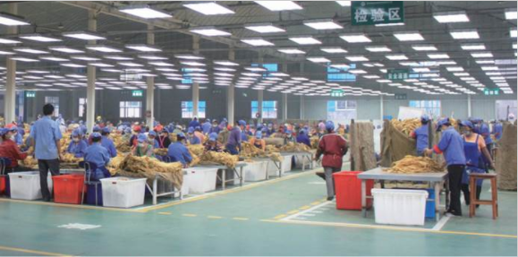 湖南中煙：“造血式”幫扶助力鄉村換新顏