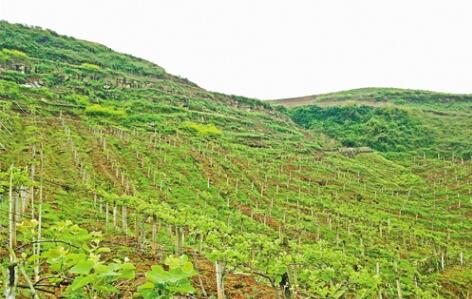 構建“1+4+X”產業體系  豐都山地“長出”高效農業