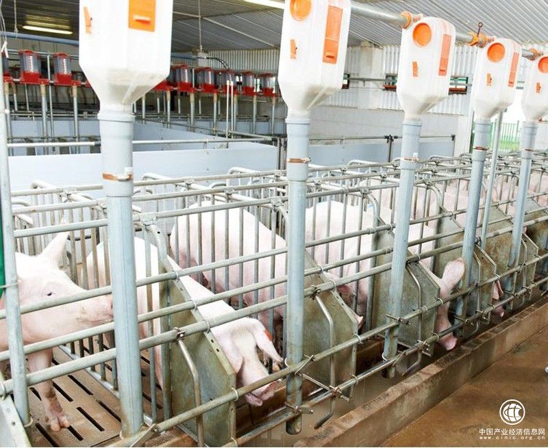 新豐小吃嚴格把關食材品質，為消費者打造健康小吃