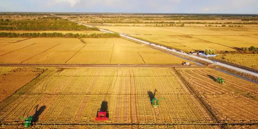 “十四五”時期，我國糧食綜合生產能力持續提升——中國飯碗端得更穩
