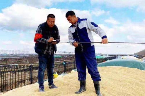 興凱湖農場有限公司黨員干部齊上陣助農售糧暖人心