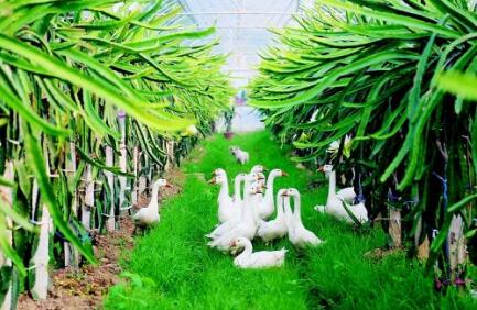 四川正式啟動綠色種養循環農業試點 涉及24個畜牧大縣