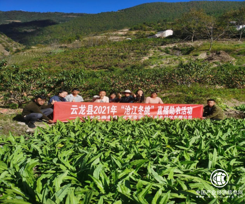 網聚青春新力量，助力“滄江冬桃”出深山！