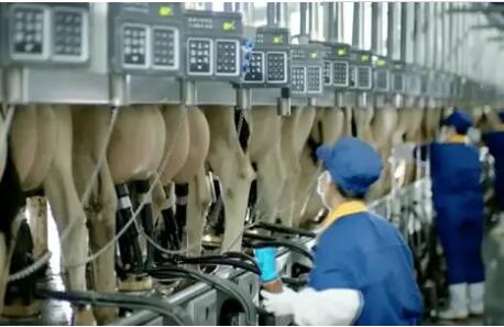 內蒙古呼和浩特打造“千億級乳產業集群”