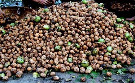 用好國家政策 發展優勢產業 云南臨滄打造