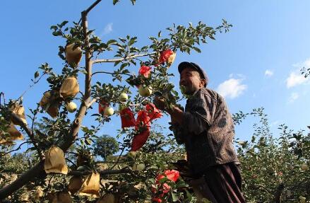 甘肅創“靜寧果農”勞務品牌：讓農民工成為有職稱的技工