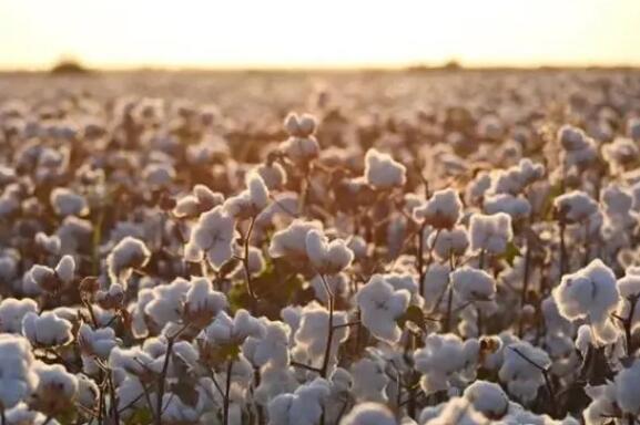 國家統計局關于2021年棉花產量的公告