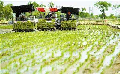 天津市糧食總產量再創新高：總產增 面積增 單產增