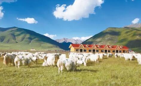 青海省商務廳制定13項措施助力鄉村振興“加速度”