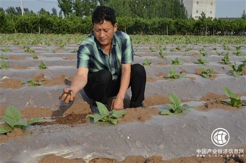  種煙當能手，愛拼才會贏 ——山東濰坊安丘煙農鄭希杰帶頭種煙致富紀實