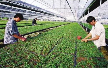 聚焦西南特色資源，四川這樣護航中藥可持續發展