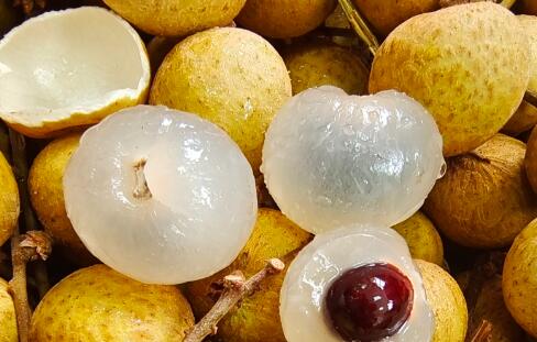 “中國金牌龍眼之鄉”廣東高州：桂圓肉飄香海內外