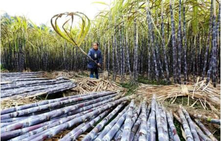 “十四五”期間廣西將著力建設國內最具競爭力蔗糖產區