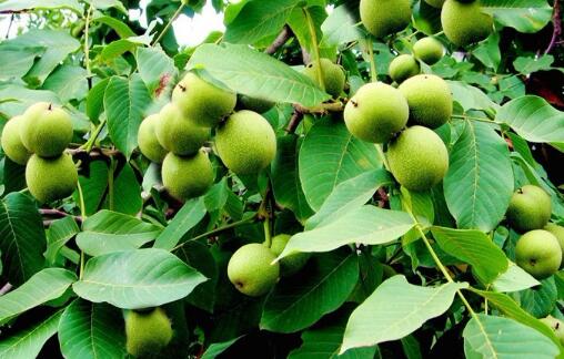 云南永平著力創建“中國有機核桃第一縣”