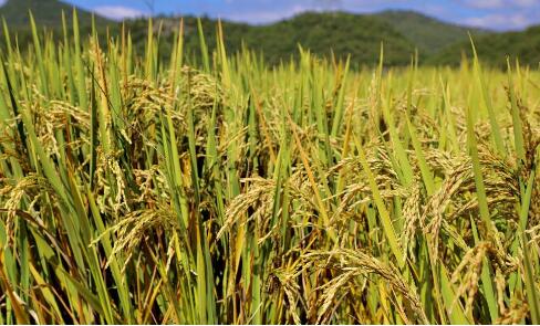 云南省去年糧食生產創新高 總產量達1930.3萬噸同比增長1.8%