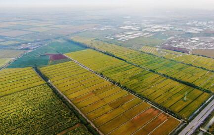 《天津市鄉村產業發展“十四五”規劃》發布