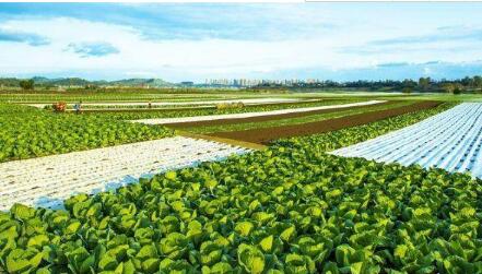 青海：“八大行動”夯實綠色有機農畜產品輸出地