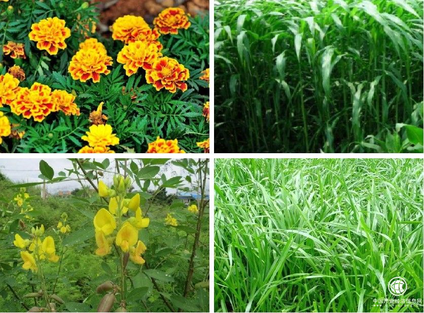  圣軒草業：響應國家治理荒漠化號召，為環境綠化工程添磚加瓦