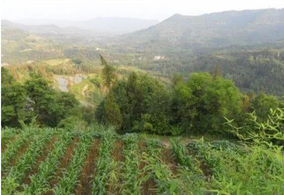 重慶加強三峽庫區、大巴山等“一核四片”生態修復