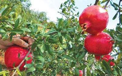 “中國石榴之鄉”嶧城石榴產品上榜“好品山東”