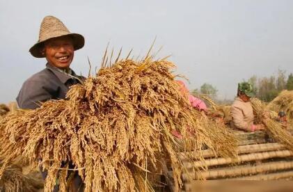 中央財政再次對實際種糧農民發放一次性補貼200億元